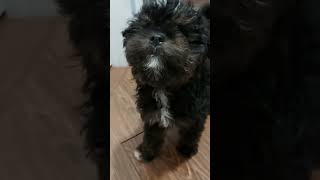 MEET MICKEY THE MINI AUSSIEDOODLE [upl. by Frame565]