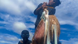 Giant squid Catch in the net [upl. by Laekim]