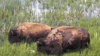 ♥♥ Relaxing Scene of Bison Grazing at Yellowstone 3 hours [upl. by Eatnad]