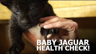 BABY jaguar HEALTH CHECK  The Big Cat Sanctuary [upl. by Aidekal]