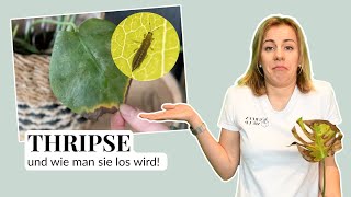 Wie werde ich Thripse auf meiner Monstera los  Zimmerpflanzen Expertentipps mit Lisa [upl. by Avid908]