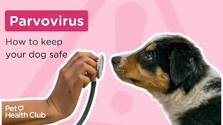 Parvovirus in dogs  How to keep your puppy safe [upl. by Teerprah638]