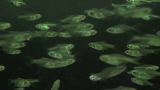 Neon Green Rasbora Microdevario Kubotai [upl. by Morgun]