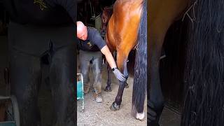 This man cleaned a horses leg for a race shortsvideo [upl. by Airitac101]