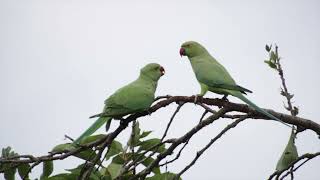 Indian Ringnecked Parakeet feeding baby [upl. by Corel]