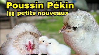 Déplacer et isoler des mamans poule et leurs poussins  pour plus de securité [upl. by Ecilahc]