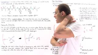 Chymotrypsin and Covalent Catalysis [upl. by Rosanne232]