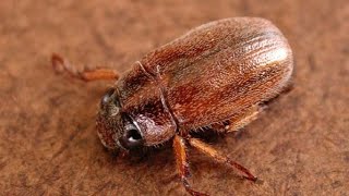 Adoretus Beetles🪲🪲🪲🪲 animalkingdomnightlifeadventurebeetles adoretus [upl. by Swope]