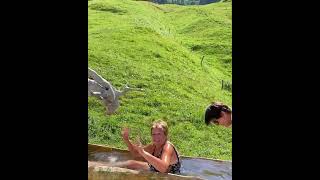 COMMENT SE RAFRAÎCHIR PENDANT LA CANICULE Dans le bassin du restaurant de Lalpage Des Têtes [upl. by Pattison]