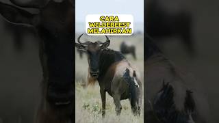 Wildebeest wildebeests rusa arcanimalschannel [upl. by Niko]