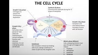 Mitosis  Somatic cell division [upl. by Dlarrej]