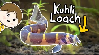 Kuhli Loach Care  Beginners Guide [upl. by Leelahk868]