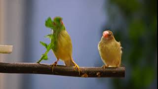 Star Finch dance  Exotic Birds [upl. by Neron370]