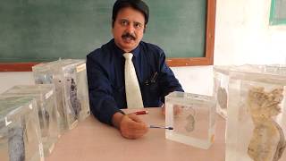 Rapid Revision of Pathology Museum Specimens Set  Dr Sanjay Deshmukh II MBBS Medical Students [upl. by Resa]