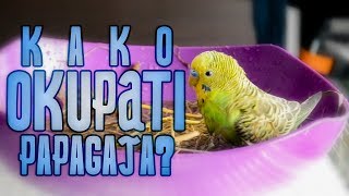 Kako okupati Papagaja  Kupanje Tigrice [upl. by Denby]