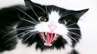 Male Cat Noises  Male Cat In Heat Sounds  Male Cat Calling Female  Male Cats In Heat Meowing [upl. by Argyres]