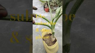 part 2 How to grow indoor plants for home gardening amp decor dieffenbechiacuttings [upl. by Alilahk]