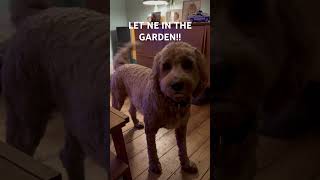 My dog whining about going outside pets mydog dog cute cuddly funnypuppy [upl. by Inavoy]