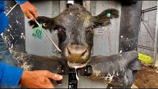 Drenching and mouthing cattle in a Silencer Hydraulic Crush [upl. by Bayless]