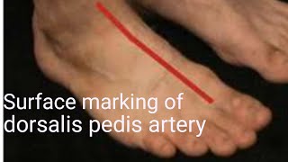 Surface marking of dorsalis pedis artery  Anatomy of dorsalis pedis artery [upl. by Ellennahs]