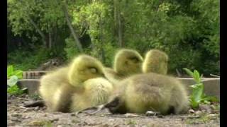 Canada Geese Goslings [upl. by Finny]