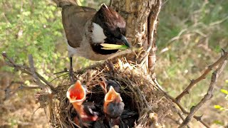 Yellow vented bulbul picked huge grasshopper in her mouth BirdPlusAnimals [upl. by Mccallum]