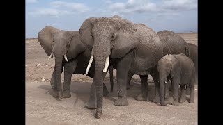 A herd of elephants in Amboseli National Park Kenya Safari trip [upl. by Nnanaej]