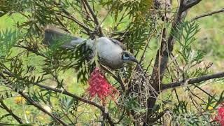 Little Friarbird 23 [upl. by Winter]