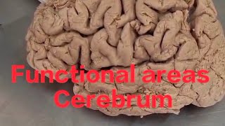 Functional areas of brain neuroanatomy cerebrum anatomy functional areas of cerebrum [upl. by Yor458]