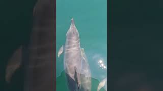 dolphins having fun wanchese NC outer banks atlantic ocean may 2024 3 [upl. by Irvin954]