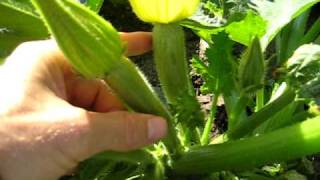 Rob Endelman  How Summer Squash Grow [upl. by Nive837]