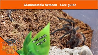 Grammostola Actaeon  Showcase  Care Guide [upl. by Ailahs779]