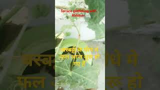 Cowpea terracegarden feeling awsome growth vegetable start fresh vegetable [upl. by Nawiat]