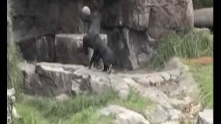 Gorillas at play [upl. by Amie]