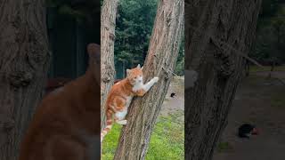 Orange Cat Playing funfact cats [upl. by Gader]