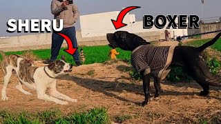 Bully Kutta Boxer Sheru k samne petsvlog [upl. by Nyssa696]