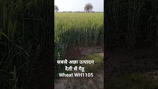 गैंहू wheat WH 1105 Variety trending viral shorts farmer life orgenic [upl. by Jacobah208]