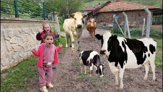 Bahar ve Banu Alya inek sürüsünün ortasında kaldılar Kaçmaya çalıştılar Annesi kurtardı [upl. by Haukom]