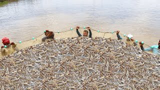 Studies On Shrimp Harvesting Techniques In Venami Culture  झींगा मछली की फसल  Clips On [upl. by Kerr]