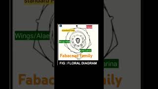 Floral diagram of Fabaceae family  fabaceae  Standard petal  wingsalae  KeelCarina [upl. by Ahsinyar]