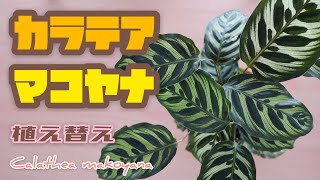 【カラテア】マコヤナの植え替え｜Calathea makoyana｜観葉植物 [upl. by Mccallum]