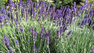 Lavandula angustifolia Hidcote [upl. by Pierette]