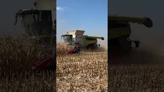 CLAAS Lexion 8800 TT  Geringhoff 16 rows [upl. by Einahpad278]