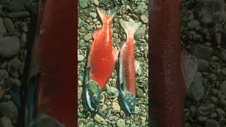 🐟☆³⁸ Sockeye Salmon Oncorhynchus nerka in Salmonid Family Salmonidae [upl. by Enegue]