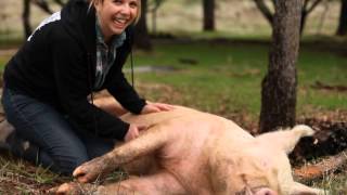 Happy pig loves belly rubs [upl. by Edsel]