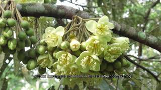 Pollinator Week 2021 Fruit bats in durian orchards by Project Pteropus [upl. by Atsyrhc]