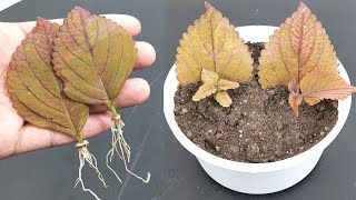 How to propagate coleus from single leaf  Coleus leaf propagation [upl. by Yarehs]