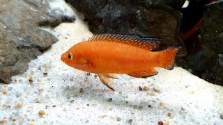 Hemichromis exsul Lake Turkana [upl. by Schreck]