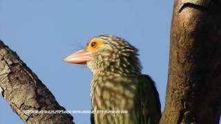 Singing Lineated Barbet [upl. by Marita905]