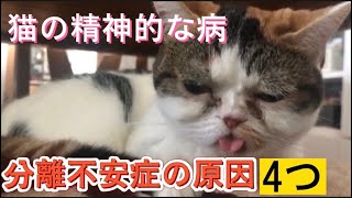 4選猫の精神的な病気🙀分離不安症の原因Mental illness in cats separation anxiety disorder 고양이 정신 질환 분리 불안 장애 [upl. by Hetti]